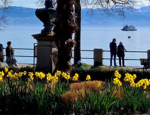 Frühling am Bodensee mit blühenden gelben Narzissen im Vordergrund, Spaziergängern am Geländer und einem Passagierschiff auf dem ruhigen Wasser unter blauem Himmel.
