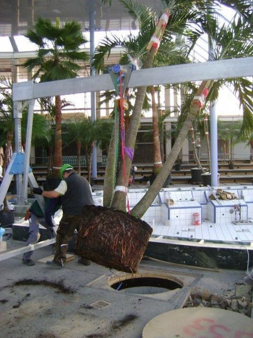 Aluminium Gantry Cranes picked up palms