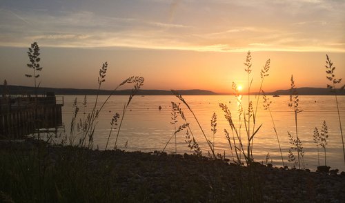 Schilling am Bodensee